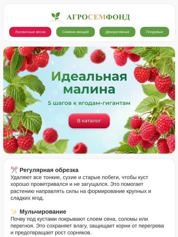 🍓  Секрет самой сладкой малины: что делают опытные садоводы? 🍓
