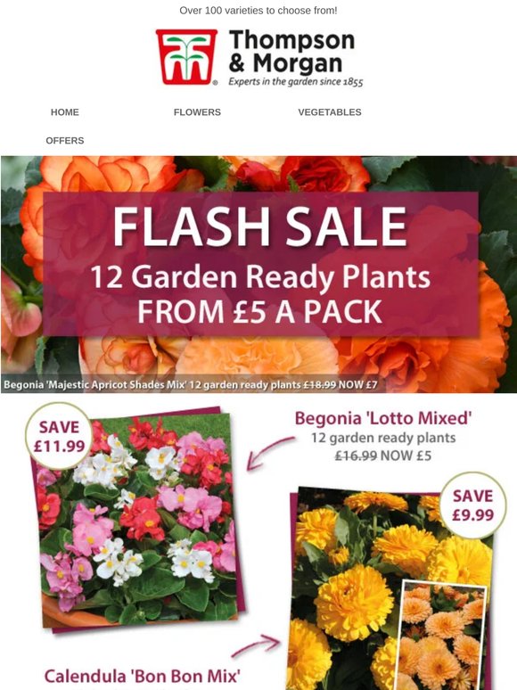 12 Garden Ready Plants FROM £5 A Pack! Mix & Match Special
