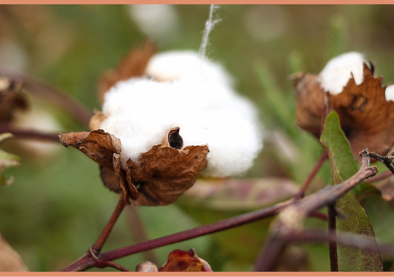 Peruvian Pima Cotton