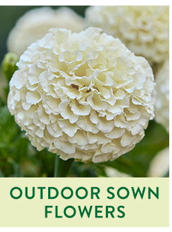 Direct Sow Flower Seeds