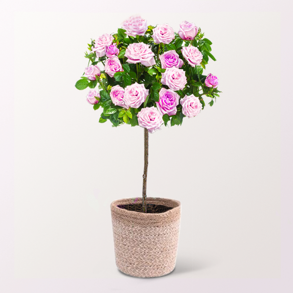 Eine Zierde für jeden Garten: Rosa Rosenstämmchen für 36,99 €