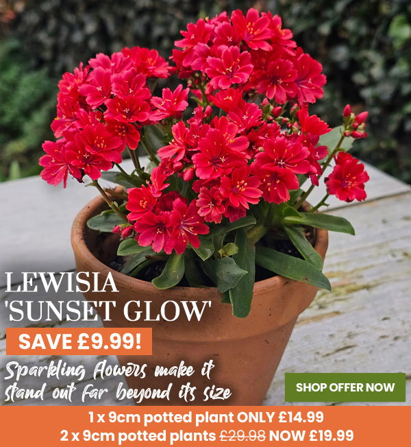 Lewisia cotyledon 'Sunset Glow'