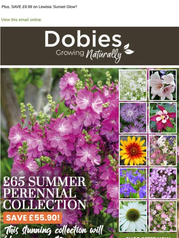 £65 Perennial Bundle UNDER £10
