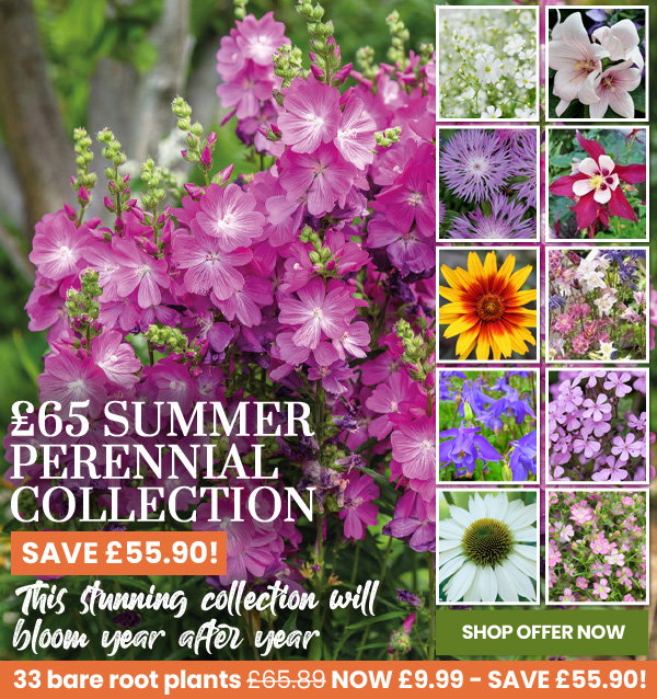 Summer Perennial Plant Bundle