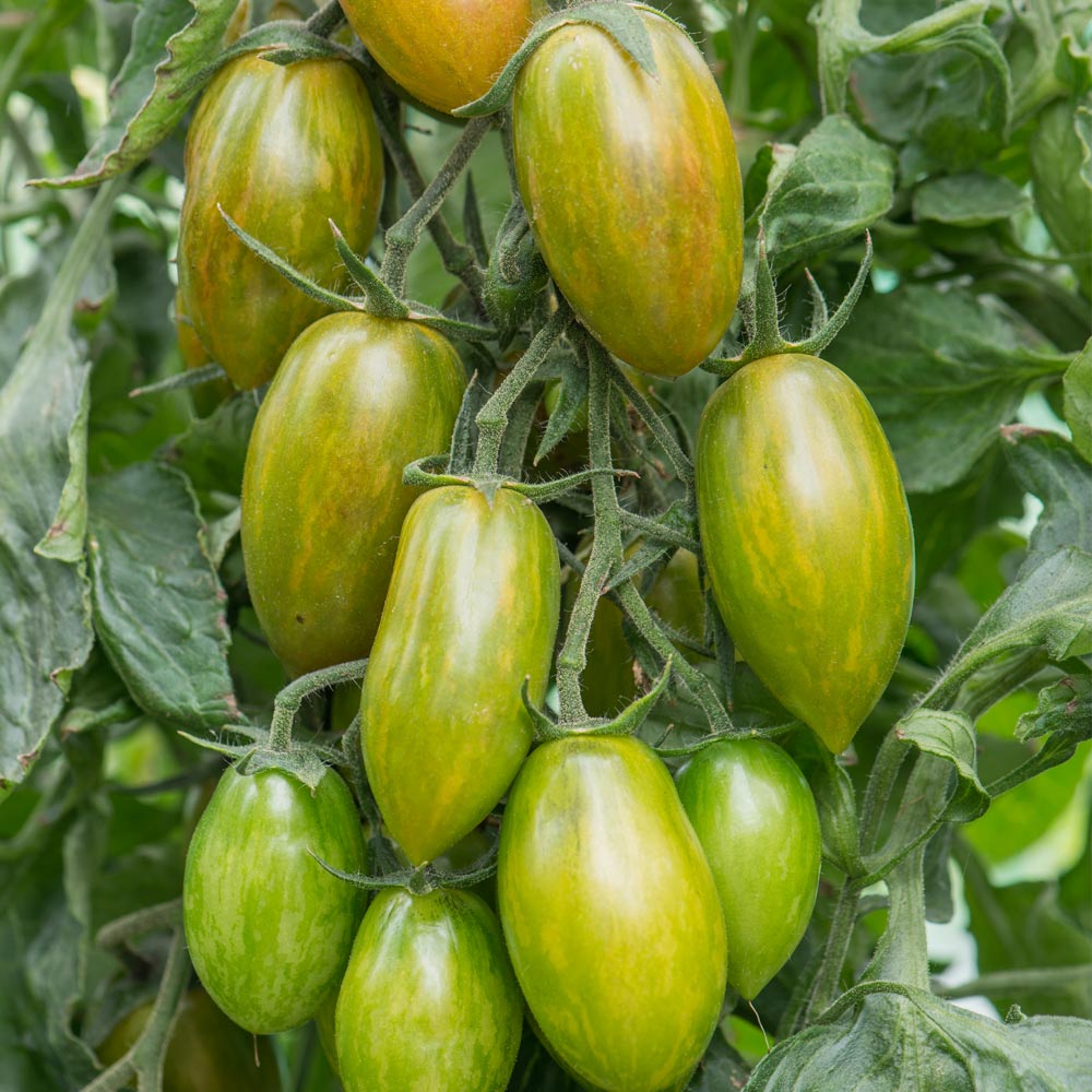 Tomato 'Lucky Tiger'