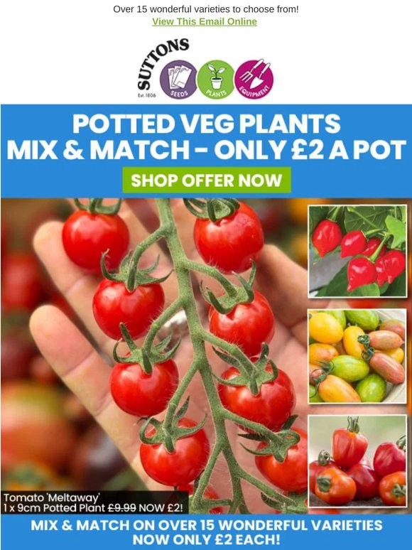 ONLY £2 A POT! Mix & Match Veg Plants!