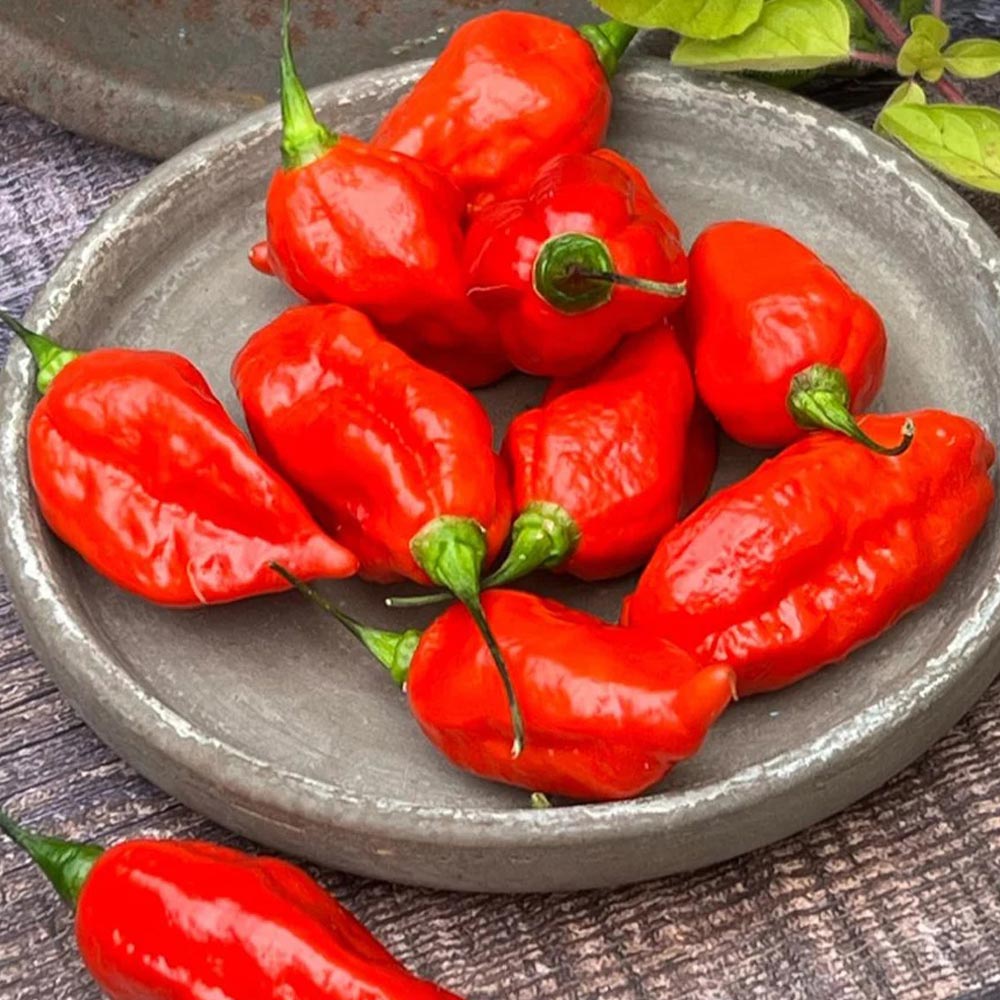 Chilli Pepper 'Pit Viper Naga'