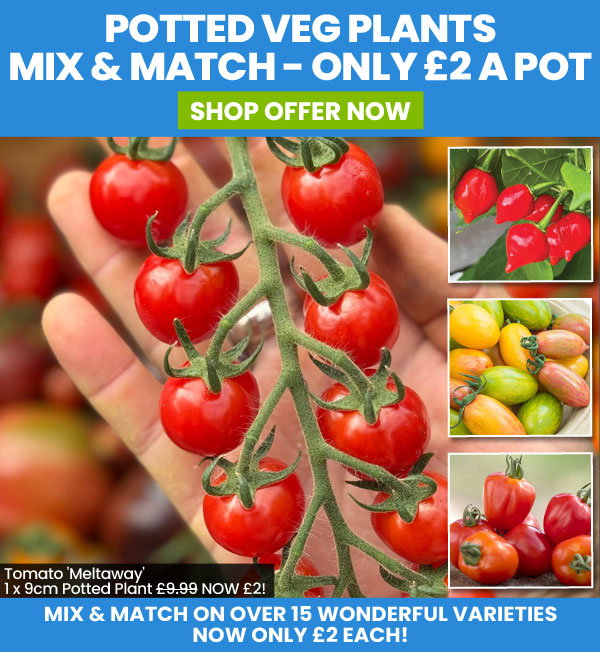 Mix & Match Veg Plants!