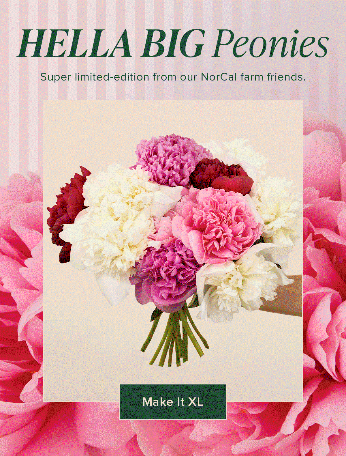 Hella Big Peonies - Super Limited Edition from our NorCal farm friends. 