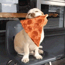 cute puppy