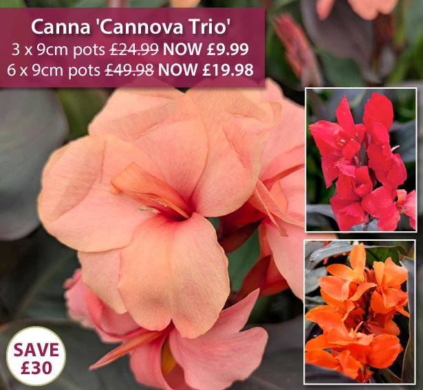 Canna 'Cannova Trio'