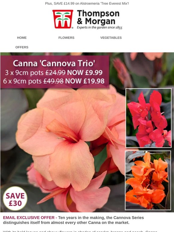 3 Potted Patio Canna Lilies ONLY £9.99! LIMITED STOCKS!