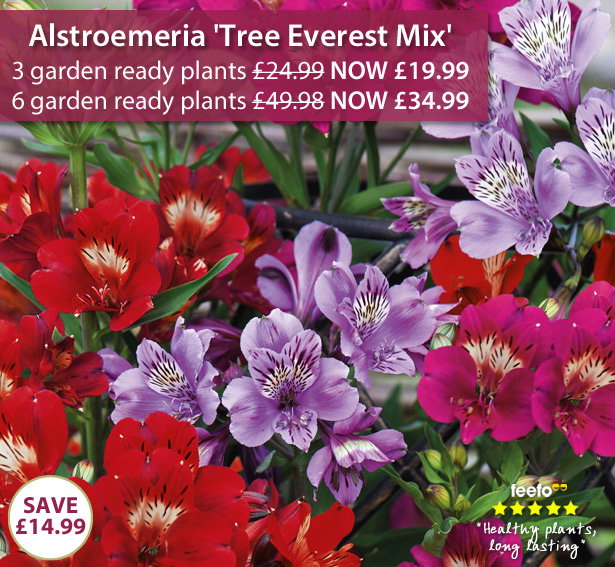 Alstroemeria 'Tree Everest Mix'