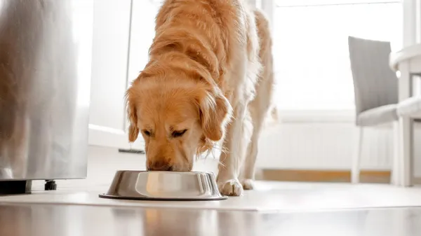 Quelle est la meilleure pâtée pour chien à choisir?
