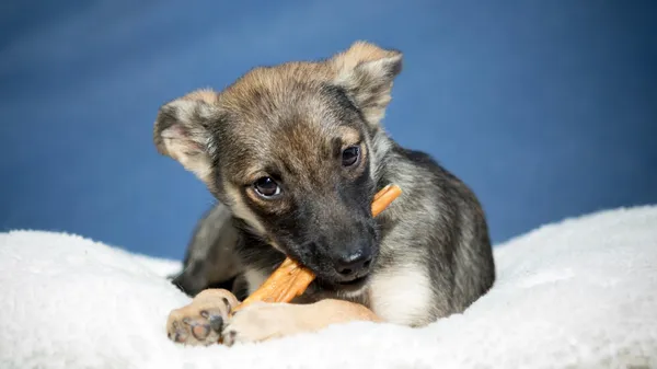 Quelle est la meilleure marque de friandise pour chien?