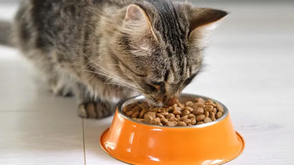 Quelle est la meilleure marque de croquettes pour chat à choisir?