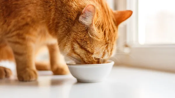 Quelle est la meilleure pâtée pour chat à choisir?