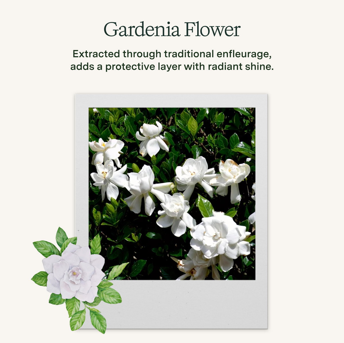 Gardeniua Flower