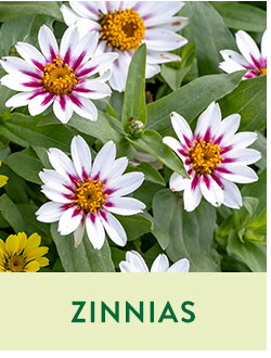 Zinnias Seeds and Plants