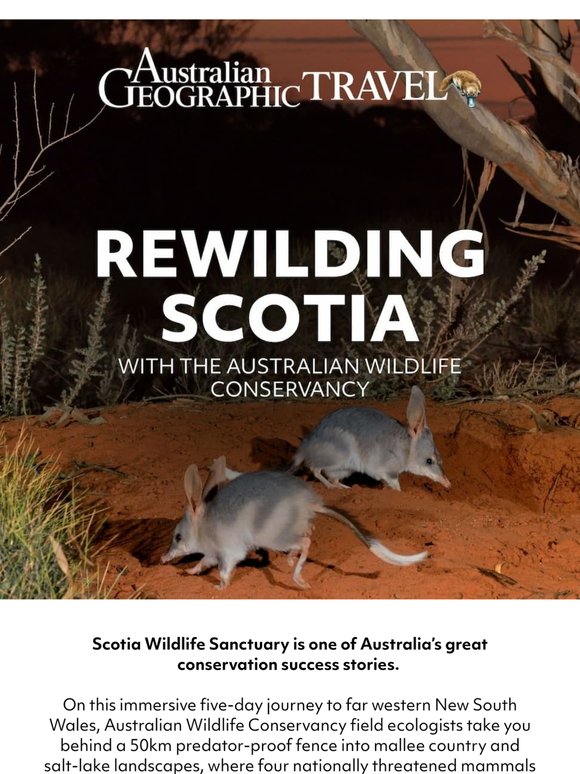 Rewilding Scotia: bilbies, numbats and the sanctuary bringing them back to the wild