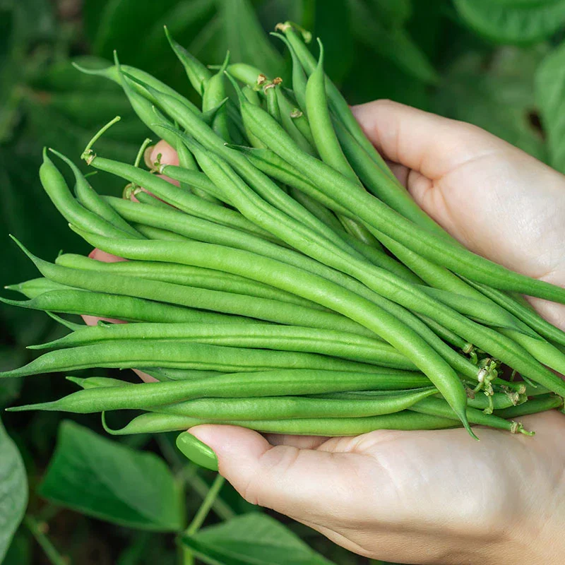 Dwarf French Bean 'Elba' Seeds