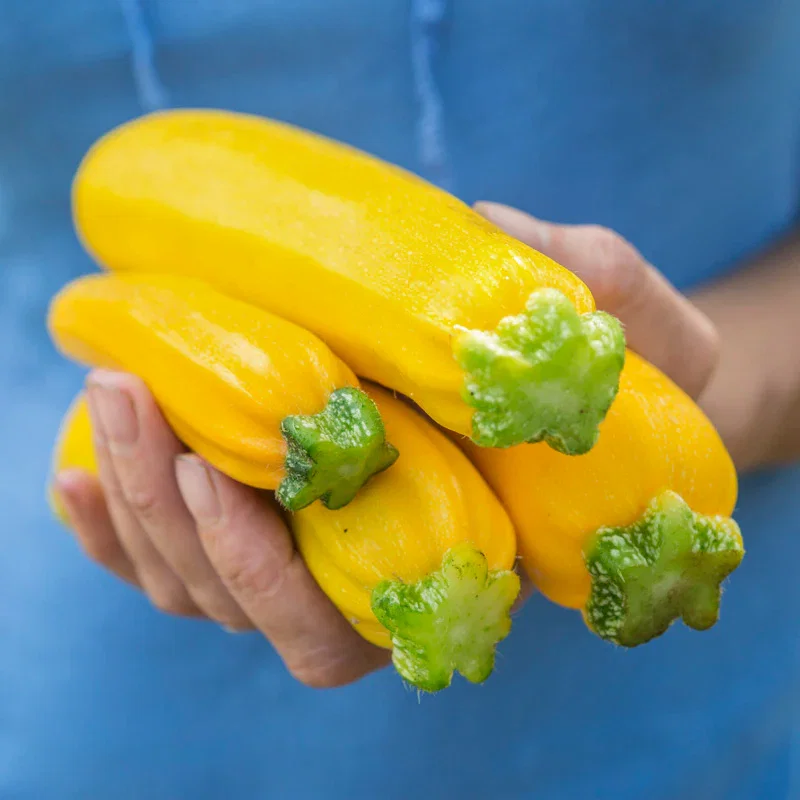 Courgette 'Goldena' Seeds