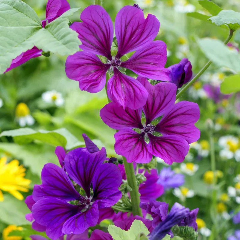 Malva sylvestris var. mauritiana - Tree Mallow Seeds