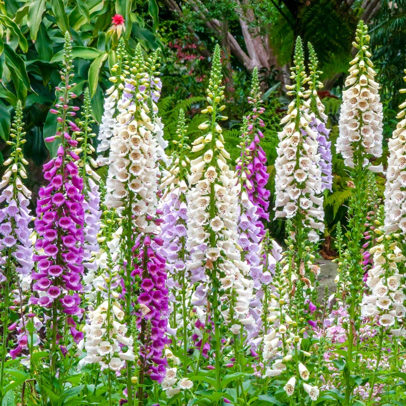 Digitalis 'Foxy Mixed' (Foxgloves) Seeds