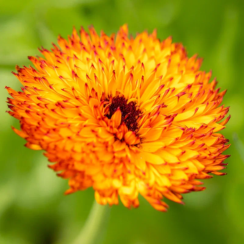 Calendula 'Neon' Seeds