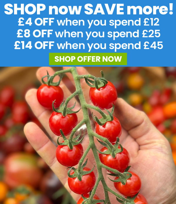 SHOP now SAVE more!