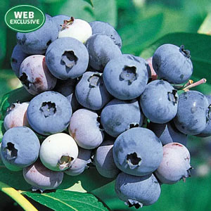 Jersey Northern Highbush Blueberry Plant
