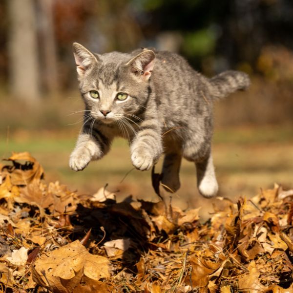 cat jumping