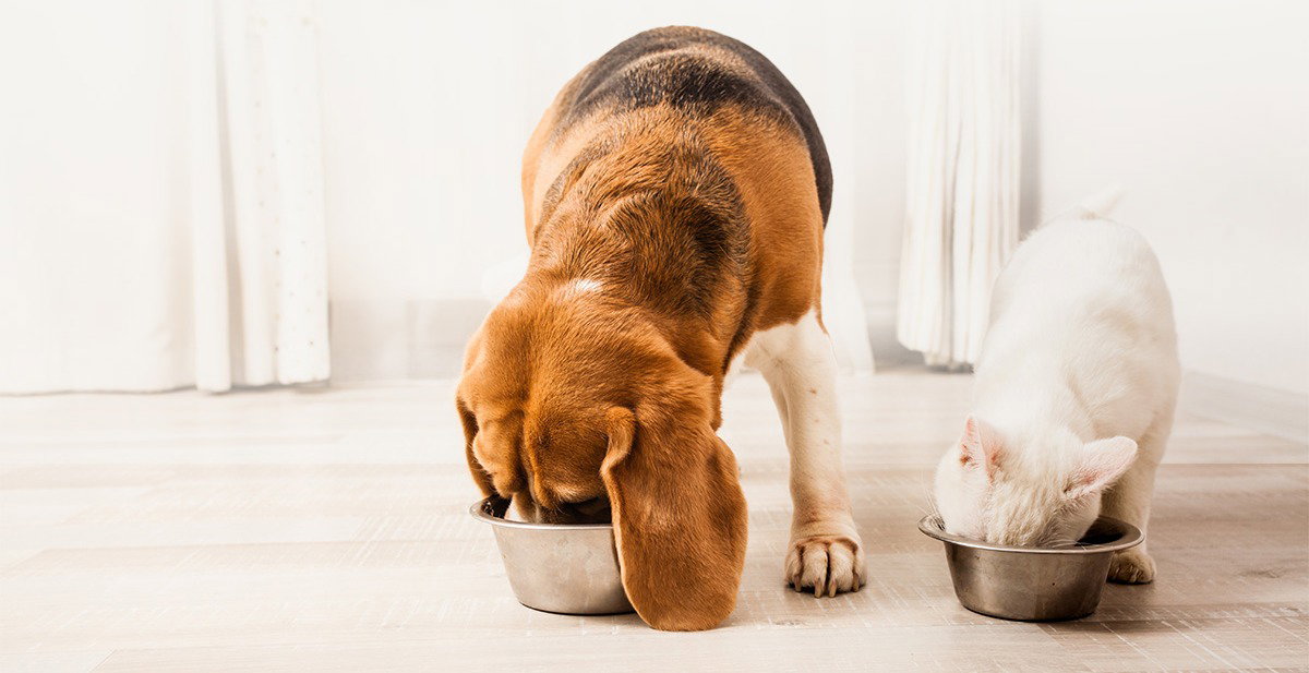 Dog and cat eating dinner