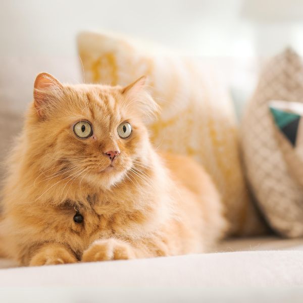 orange cat sitting on couch