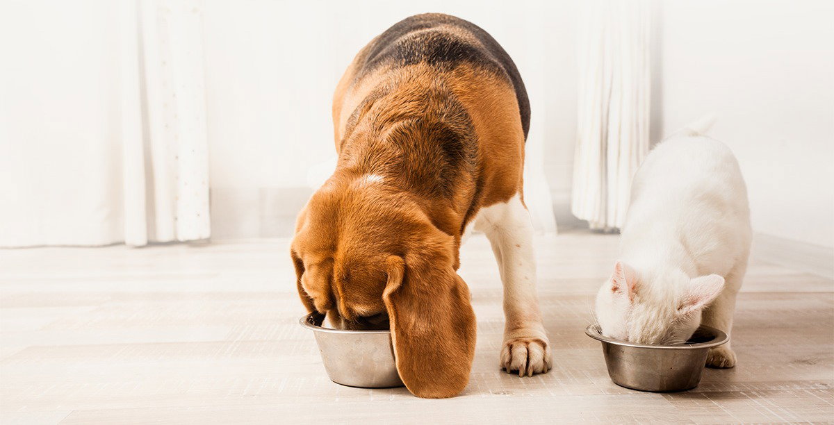 Dog and cat eating dinner