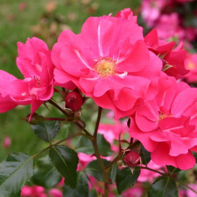 Sommermarchen