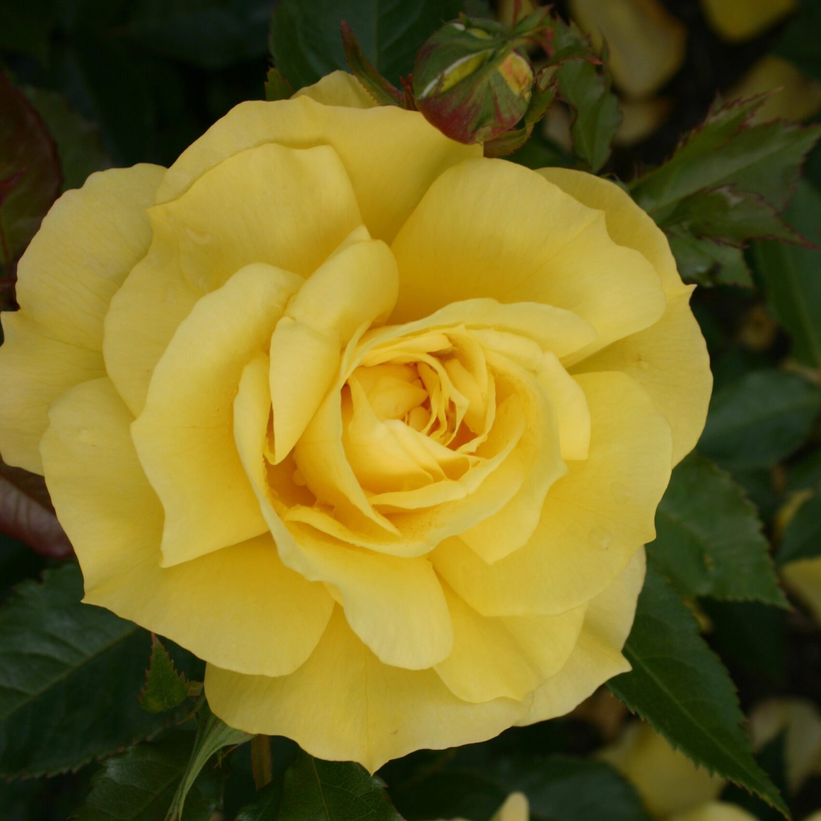 Friesia