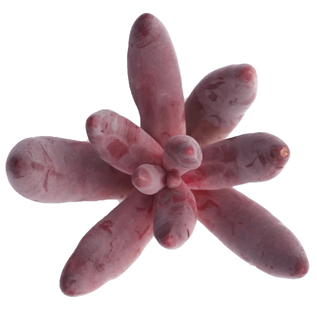 Image of Pachysedum 'Ganzhou'