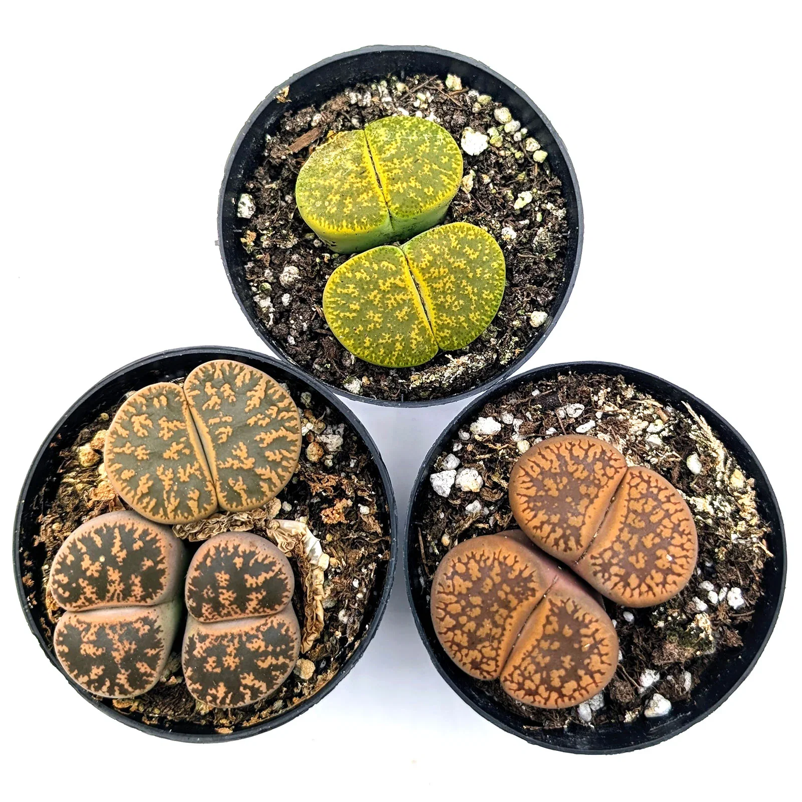 Image of Lithops 'Living Stones'