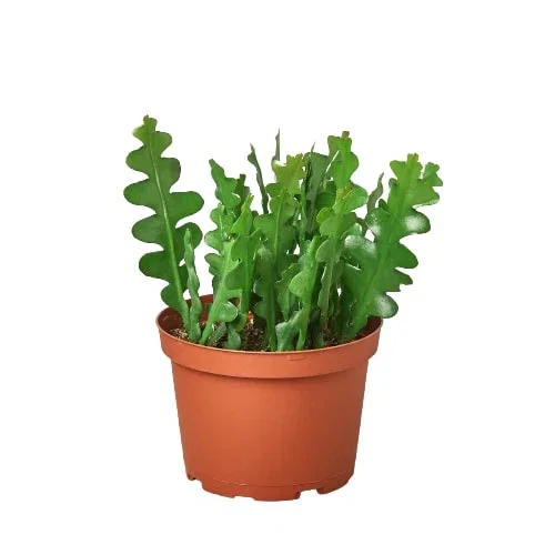 Image of Epiphyllum 'Ric Rac' Cactus