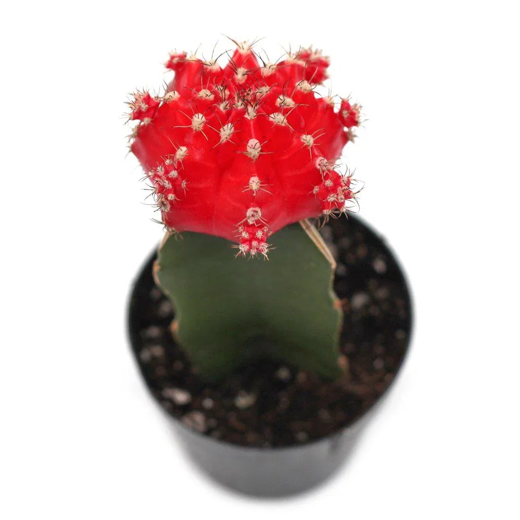 Image of Gymnocalycium 'Moon Cactus' Grafted