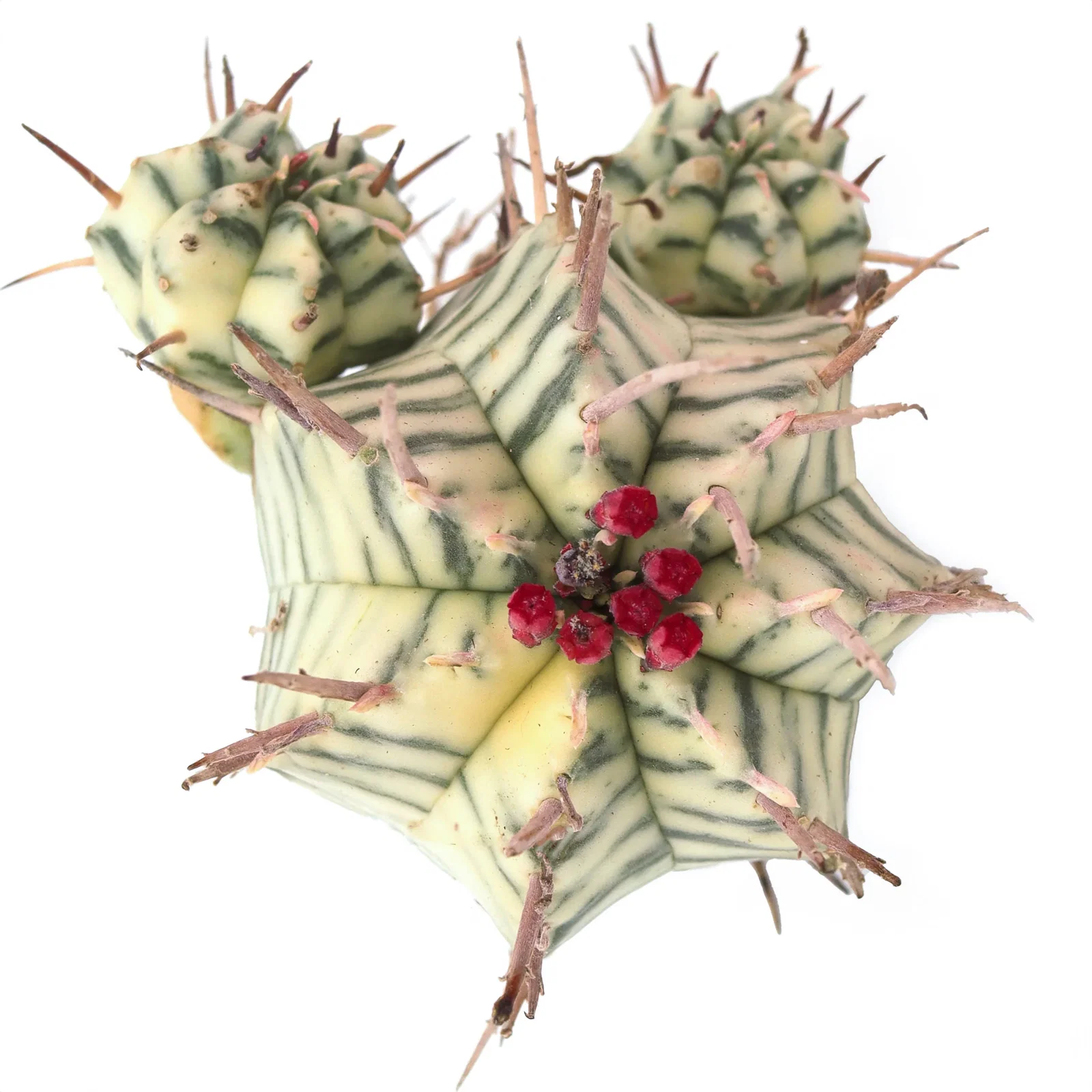 Image of Euphorbia meloformis f. variegata