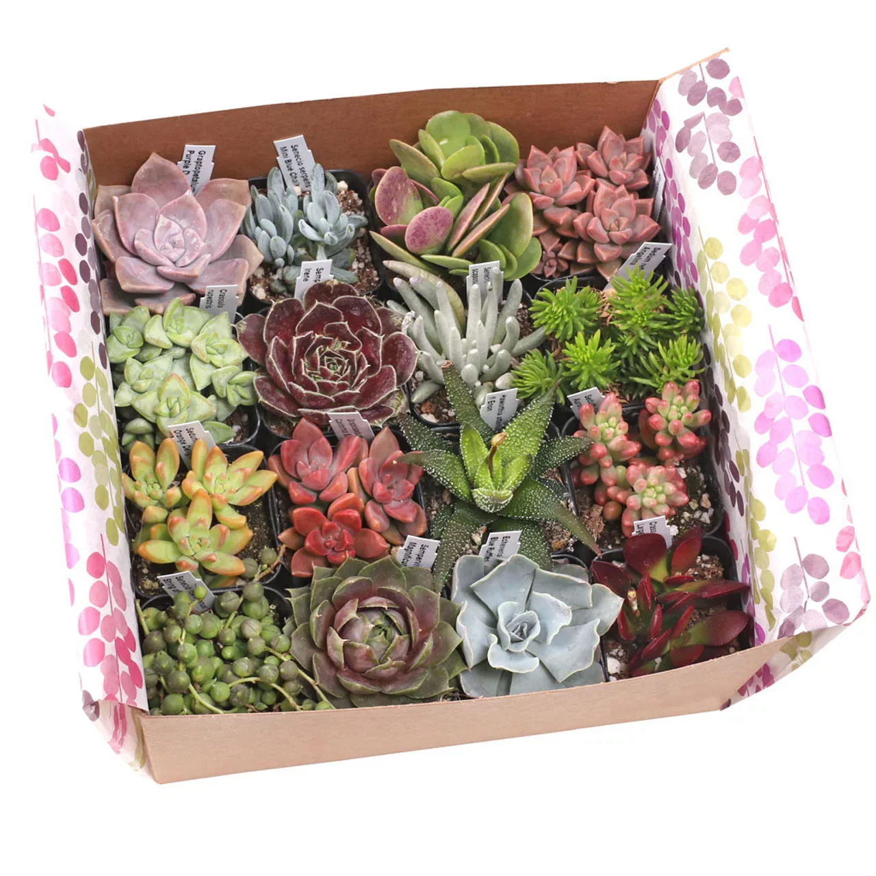 Image of 'Gift-Worthy' Succulent Pack