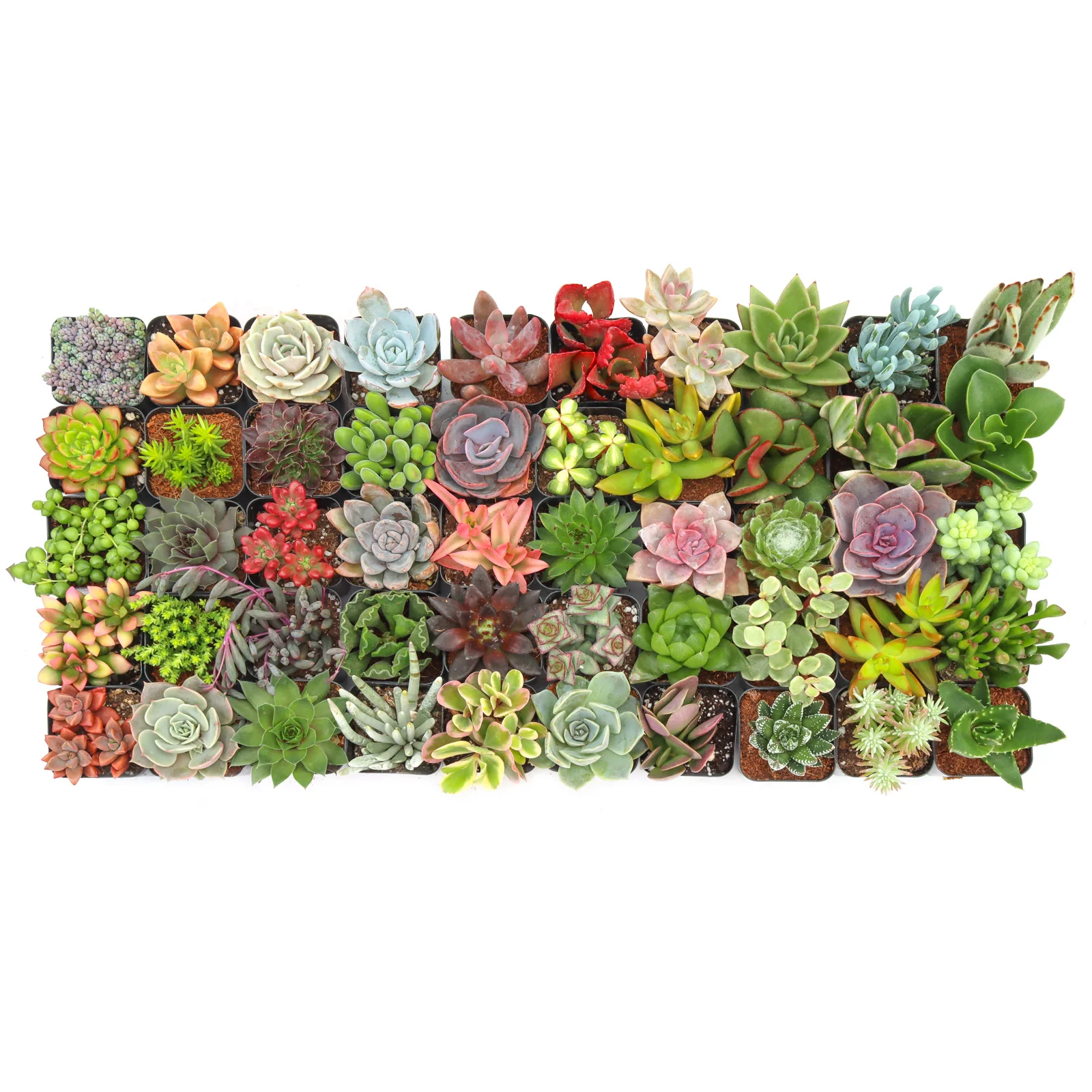 Image of Max Variety Succulent Pack (6-50 Varieties, 2" Pots)