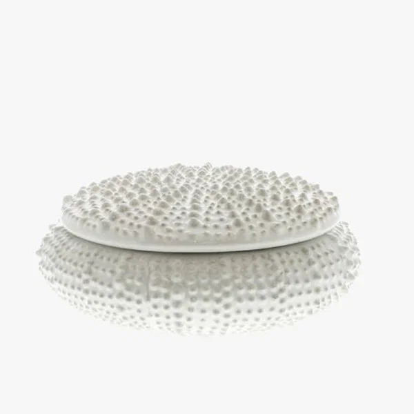Image of Large White Urchin Box