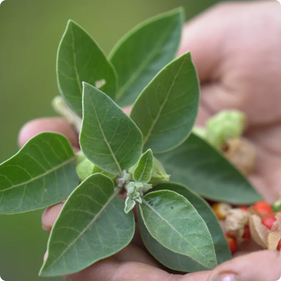 Ashwagandha: Cuando la ciencia confirma el poder de la tradición