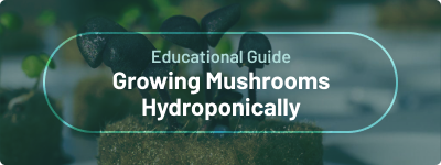Educational Guide - Growing Mushroom Hydroponically