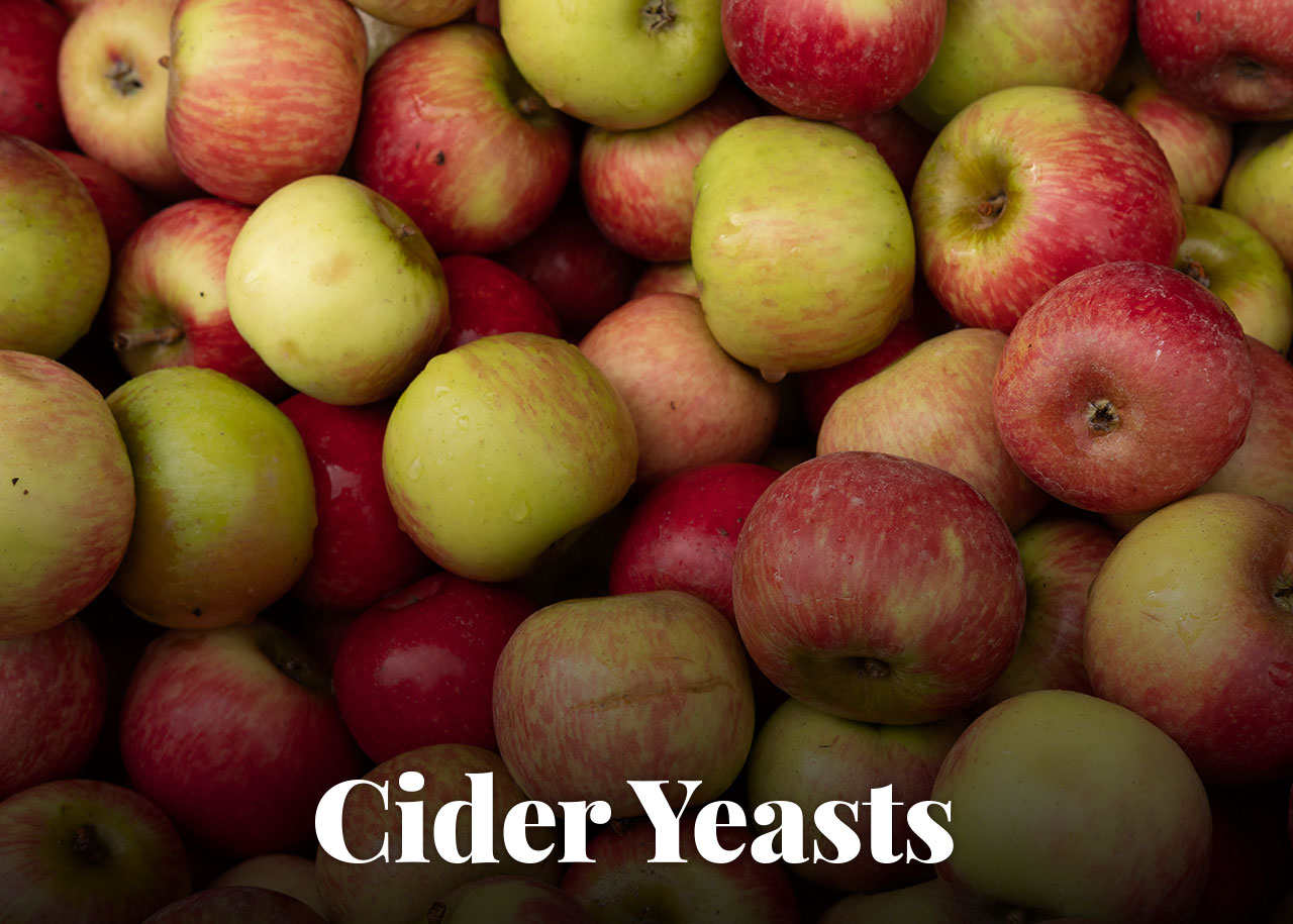 Cider Yeasts