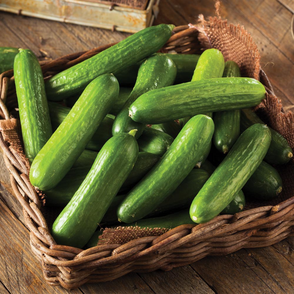 Cucumber 'Mini Stars'