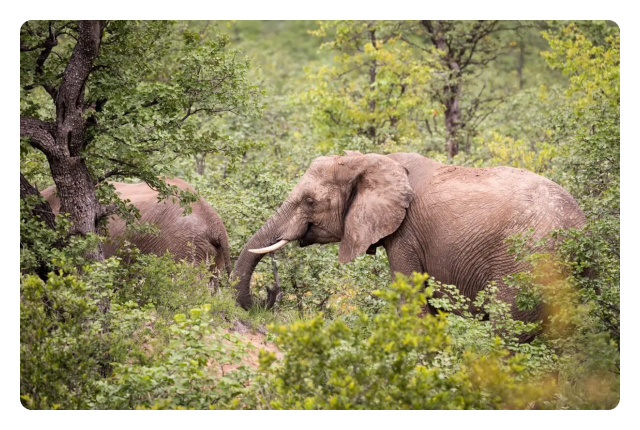 Safari in three epic game parks from Zimbabwe to South Africa